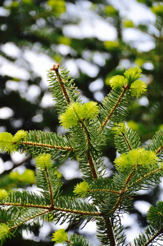 a close up of a branch of a pine tree, green robes, bright castleton green, full colour, sprouting