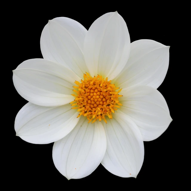 a white flower with a yellow center on a black background, by Paul Davis, pixabay contest winner, minimalism, giant dahlia flower crown head, miniature cosmos, albino dwarf, today\'s featured photograph 4k