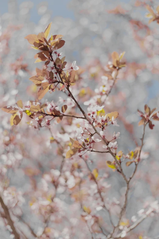 a bird sitting on top of a branch of a tree, inspired by Maruyama Ōkyo, trending on unsplash, cotton candy bushes, texture detail, sakura bloomimg, muted brown