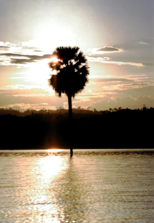 a palm tree in the middle of a body of water, by Linda Sutton, hurufiyya, ((sunset)), cambodia, lake setting, where a large