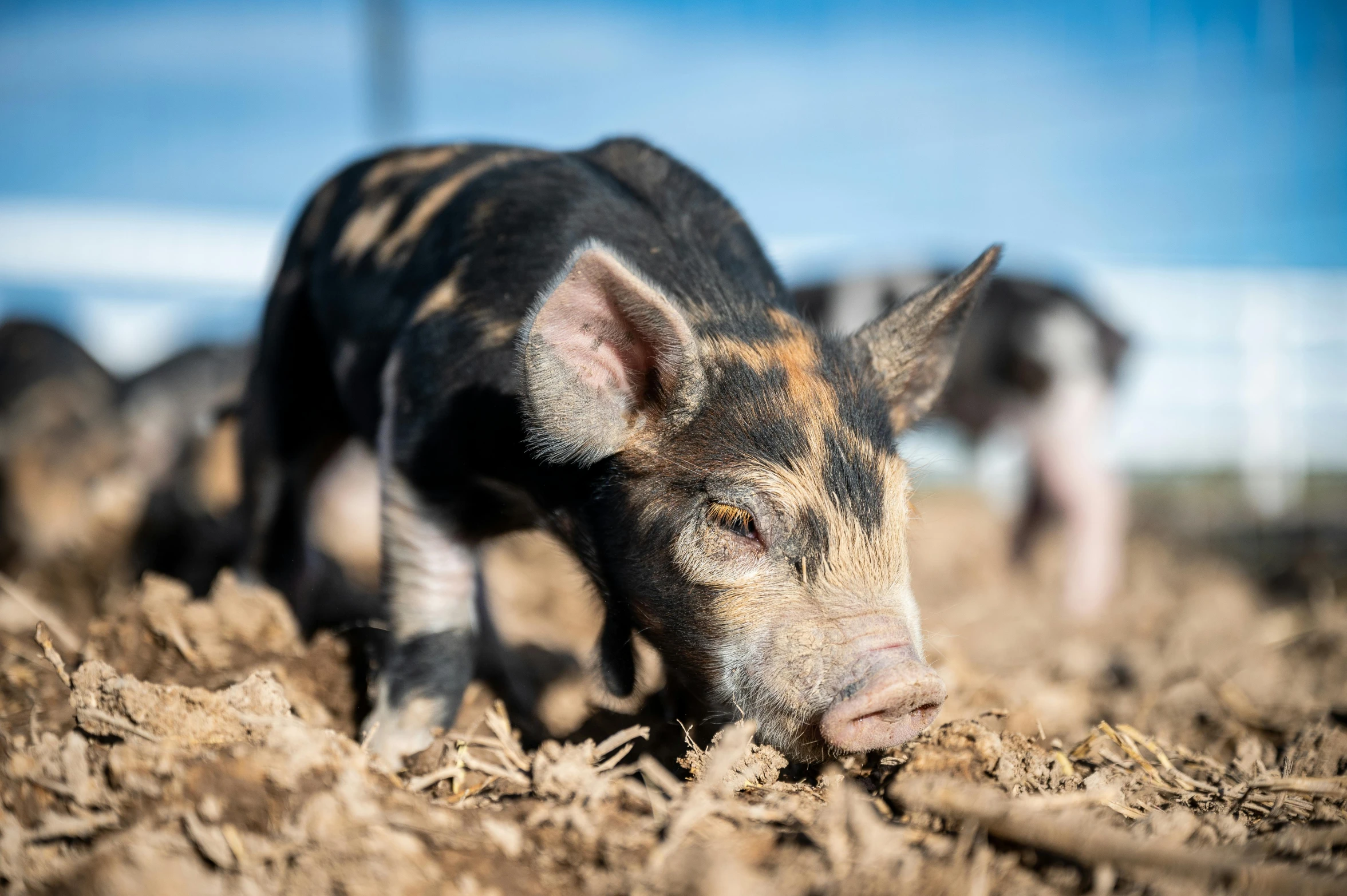 a pig that is standing in the dirt