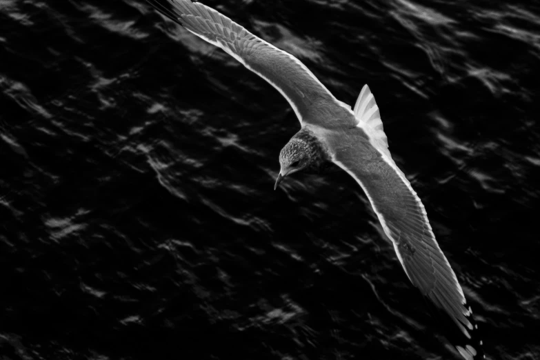 a black and white photo of a seagull flying over the water, by Roger Cecil, night time photograph, birds eye photograph, over the head of a sea wolf, low detail