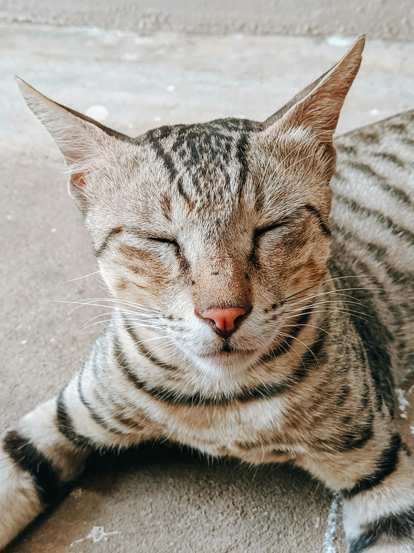 a close up of a cat laying on the ground, a picture, trending on pexels, wrinkly forehead, with a happy expression, malaysian, he has an elongated head shape