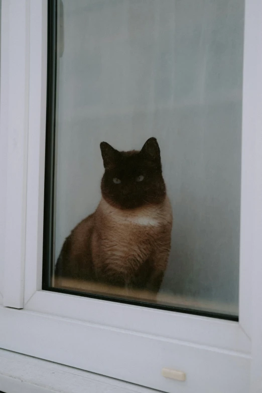 a brown and white cat sitting on a window sill, a picture, by Attila Meszlenyi, unsplash, on a pale background, black cat, heavy looking, leaning on door