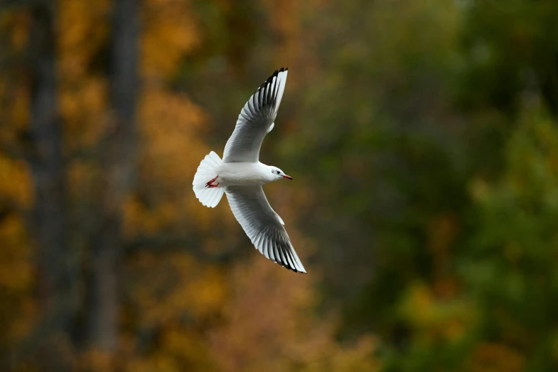 a bird that is flying in the air, a picture, by Neil Blevins, pexels contest winner, arabesque, mid fall, albino, 15081959 21121991 01012000 4k, grey