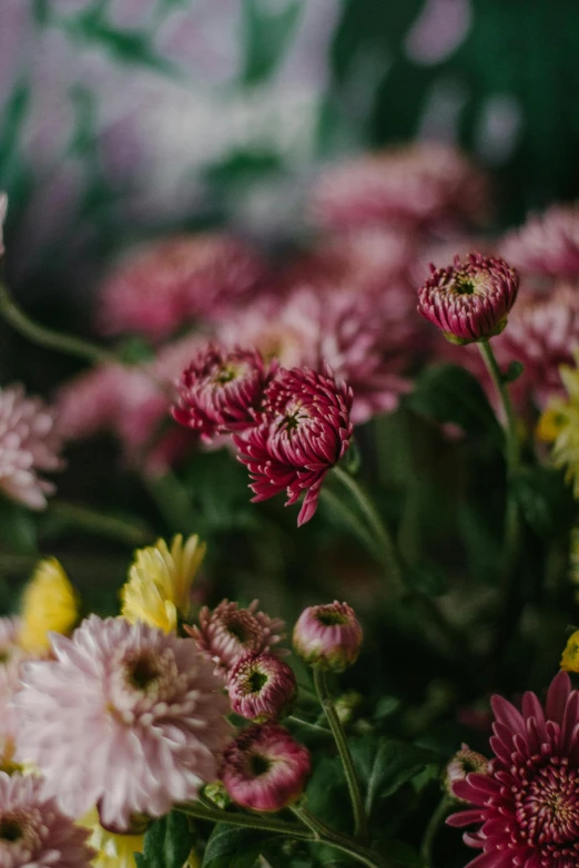 a close up of a bunch of flowers, by Elsie Few, trending on unsplash, paper chrysanthemums, subtle detailing, in rich color, seasonal