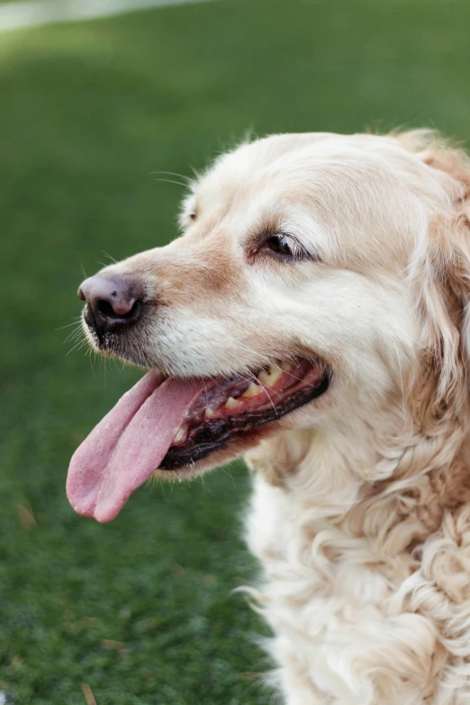 a dog sitting on top of a lush green field, profile image