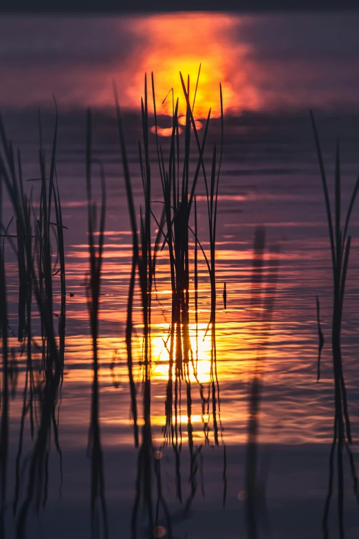 the sun is setting over a body of water, by Jan Tengnagel, pexels contest winner, romanticism, reeds, minn, in liquid, by greg rutkowski