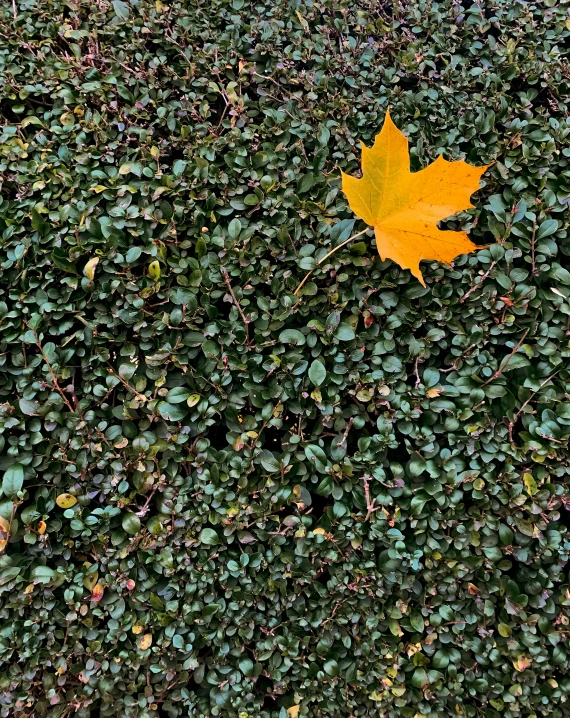 a yellow leaf sitting on top of a lush green field, by Jan Rustem, postminimalism, on a sidewalk of vancouver, 💣 💥💣 💥, hedges, 2 5 6 x 2 5 6