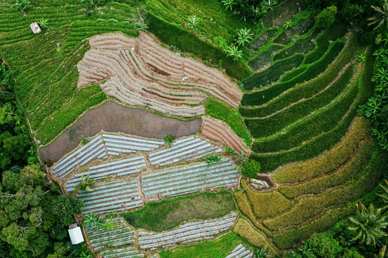 a group of people standing on top of a lush green hillside, by Daniel Lieske, unsplash contest winner, land art, staggered terraces, aerial view. hand stitching, rice, thumbnail