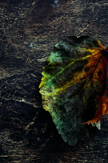 a close up of a leaf on a wooden surface, an album cover, inspired by Elsa Bleda, pexels contest winner, art photography, multicolored, dark rainbow, cracks, autum