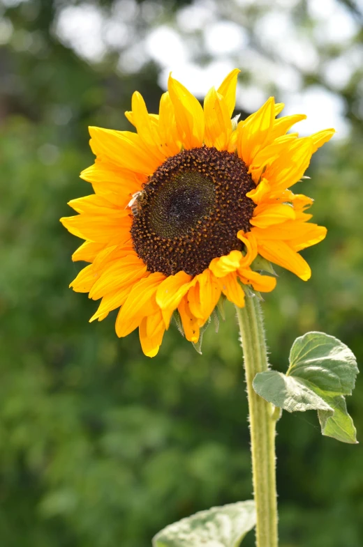 a close up of a sunflower with a blurry background, slide show, large)}], tall, hanging