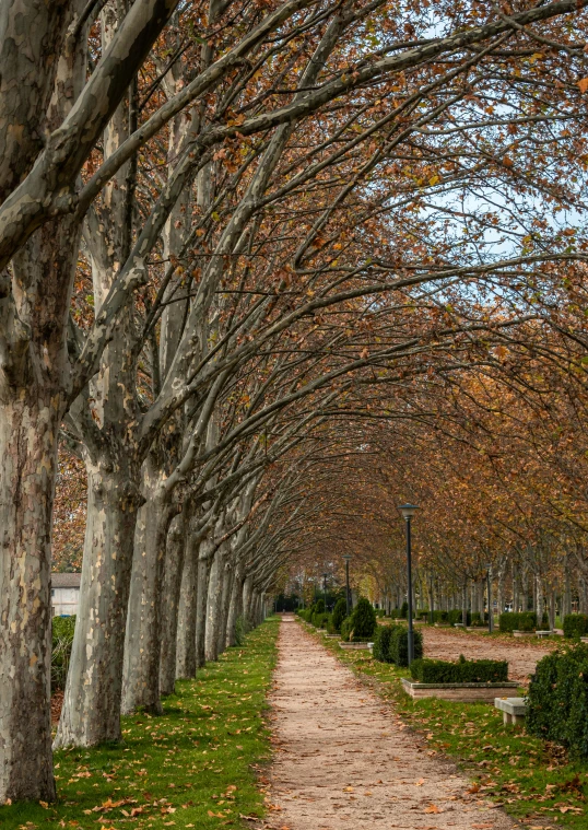 a pathway lined with trees in a park, inspired by Luis Paret y Alcazar, in fall, colonnade, today\'s featured photograph 4k, square lines