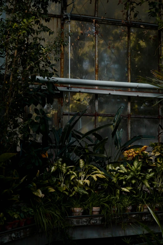 a bride and groom pose for a picture in a greenhouse, a matte painting, inspired by Elsa Bleda, unsplash contest winner, photorealism, photography of todd hido, buildings photorealism, subtropical plants, night realism