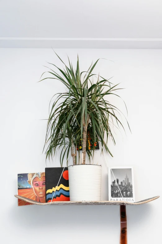 a potted plant sitting on top of a wooden shelf, an album cover, visual art, gallery display photograph, palms, white walls, super detailed image