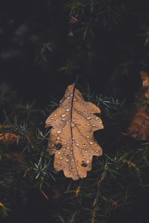 a brown leaf sitting on top of a tree branch, inspired by Elsa Bleda, unsplash contest winner, renaissance, it's raining outside, album cover, evergreen, sustainable materials