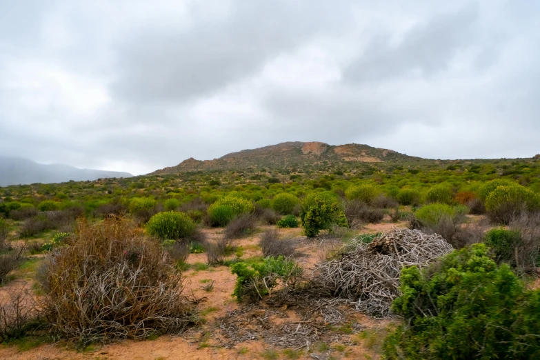 a mountain in the distance with bushes in the foreground, whealan, natural overcast lighting, photo from the dig site, vibrant vegetation