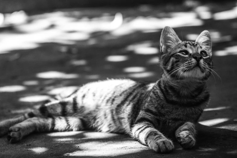 a black and white photo of a cat laying on the ground, by Felix-Kelly, dappled sunlight, high quality wallpaper, stripes, armored cat