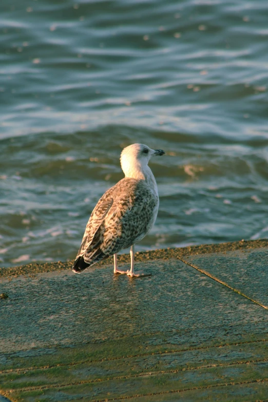 a seagull standing on the edge of a pier, white with chocolate brown spots, taken in the 2000s, gray mottled skin, a blond