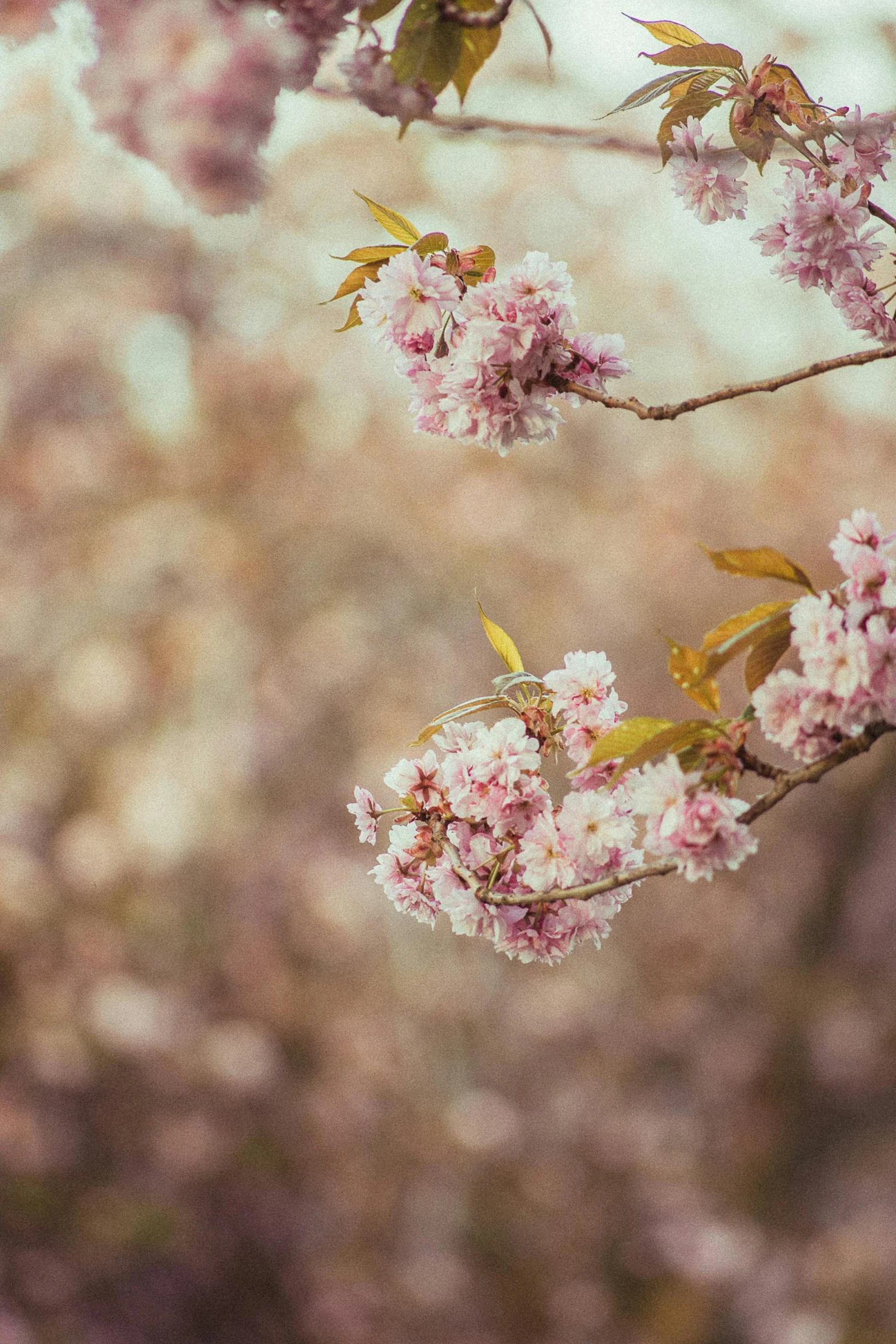 a close up of a tree with pink flowers, a picture, by Niko Henrichon, trending on unsplash, romanticism, medium format, sakura flower, brown, vintage photo