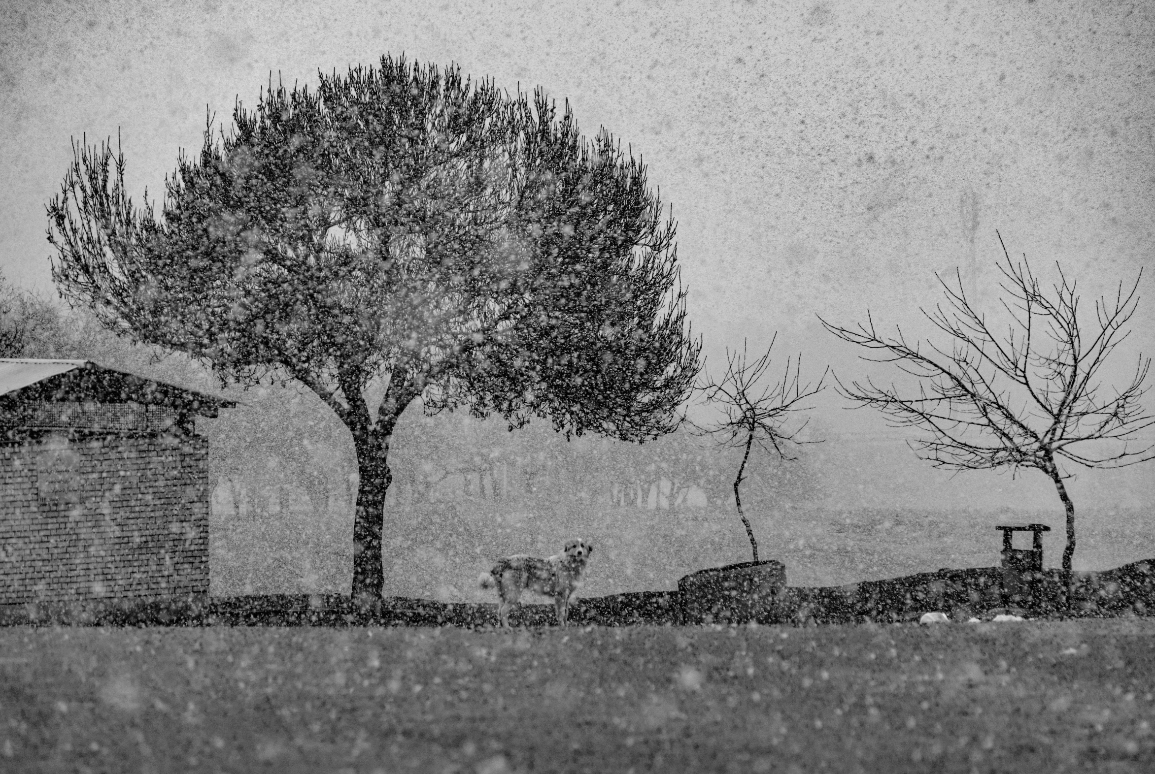 a black and white photo of a tree in the snow, by Lucia Peka, pexels contest winner, pointillism, olive trees, hailstorm, panorama, artistic!!! composition
