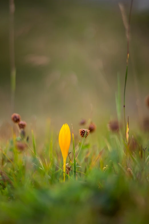 a yellow flower sitting on top of a lush green field, by Eglon van der Neer, soft light - n 9, wild, nature photo