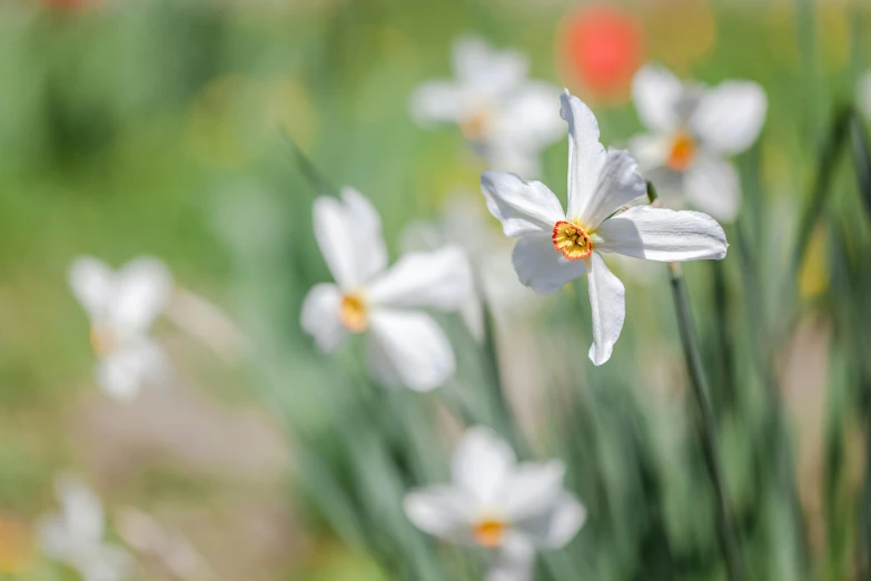 a bunch of white flowers in a field, by David Garner, unsplash, myth of narcissus, botanic garden, opal petals, gold flaked flowers