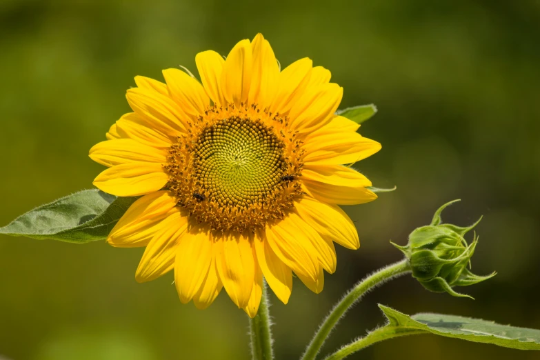 a close up of a sunflower with a blurry background, pexels contest winner, paul barson, slide show, colors: yellow, southern wildflowers