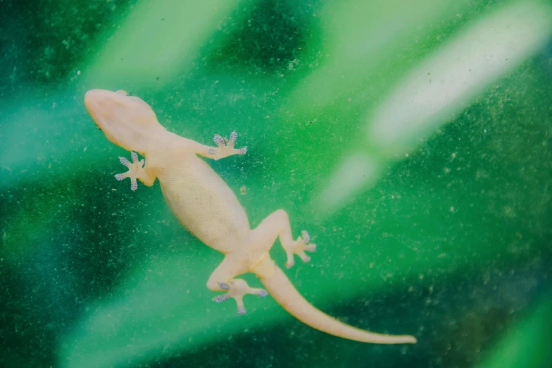 a close up of a lizard on a leaf, an album cover, inspired by Graham Forsythe, trending on pexels, albino, glowing spores flying, vehicle, pc screen image