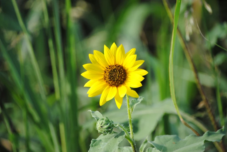 a yellow flower sitting on top of a lush green field, close to the camera