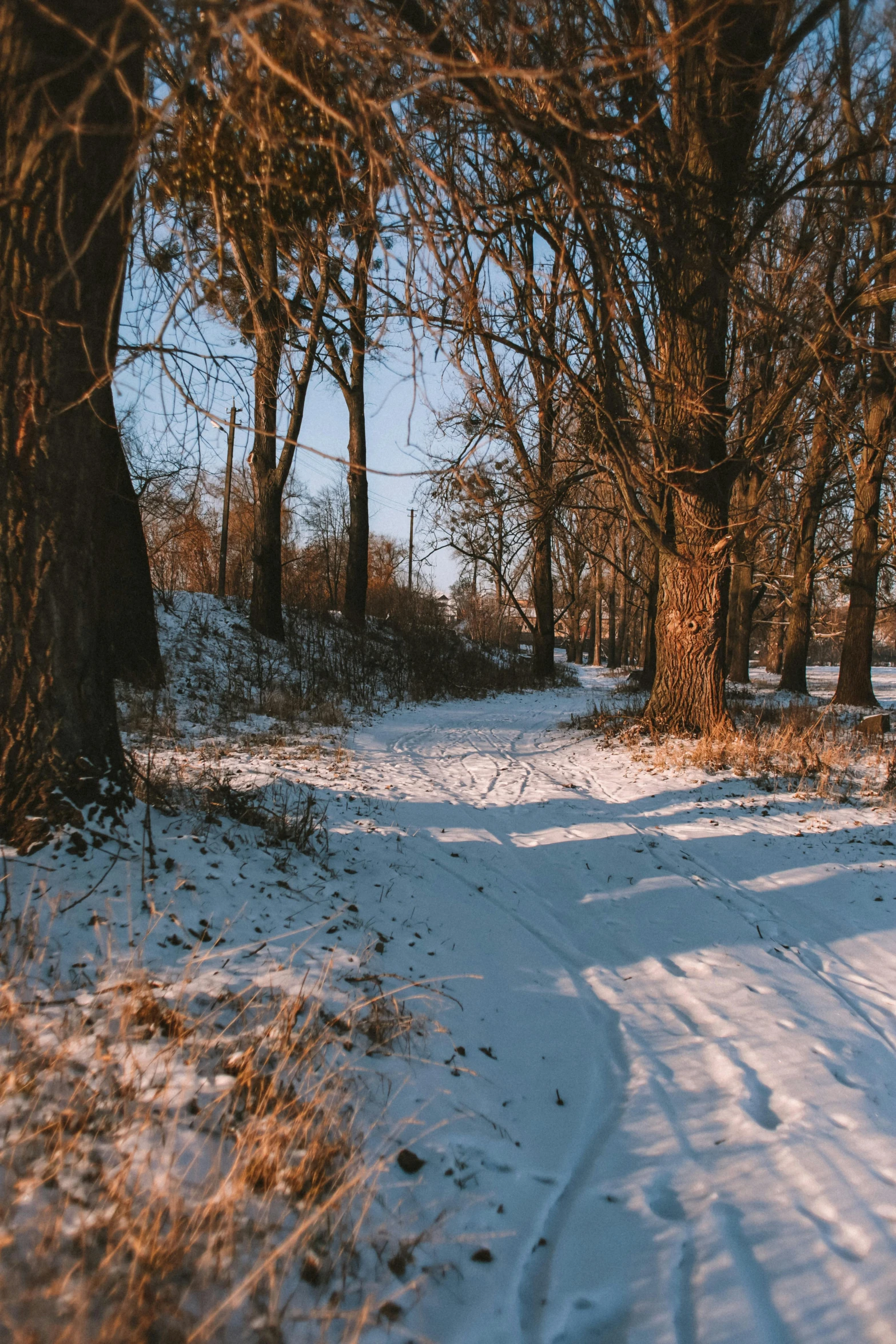 a man riding a snowboard down a snow covered slope, a picture, unsplash, process art, tree-lined path at sunset, low quality photo, oak trees and dry grass, today\'s featured photograph 4k