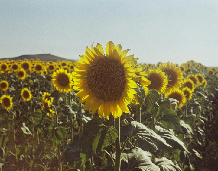 a field of sunflowers on a sunny day, an album cover, pexels contest winner, hyperrealism, shot on expired instamatic film, in spain, medium format color photography, beautiful large flowers