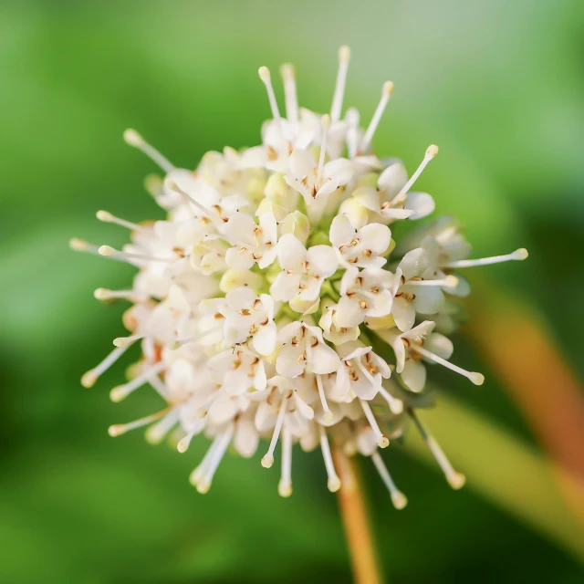 a close up of a flower on a plant, hurufiyya, ivory and copper, mint, small crown, pincushion lens effect