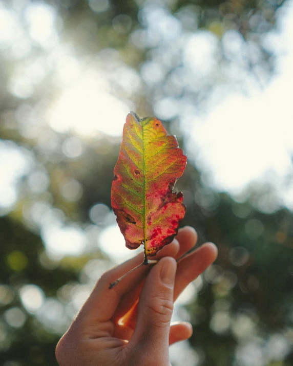 a person holding a leaf in their hand, by Hannah Tompkins, pexels contest winner, rainbow colored, instagram story, morning lighting, sustainable materials