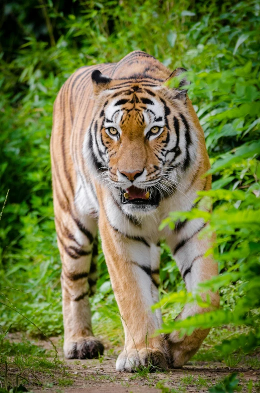 a tiger walking through a lush green forest, looking at the camera, looking across the shoulder, 2022 photograph, caucasian