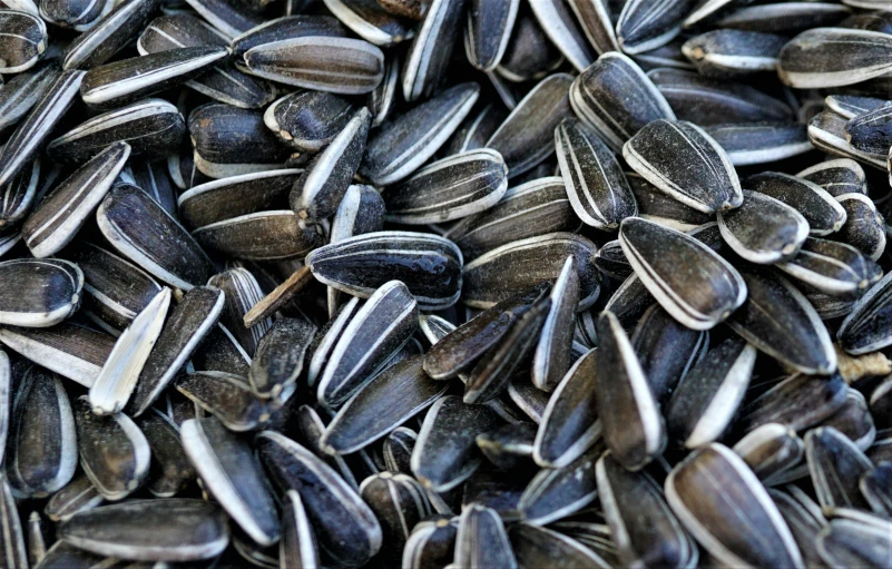 a pile of sunflower seeds sitting on top of a table, silver highlights, thumbnail, striped, up-close