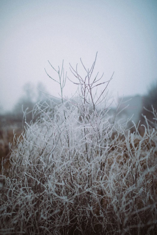 a bush covered in frost on a foggy day, an album cover, trending on unsplash, romanticism, dry grass, background image, crystallized, 2019 trending photo