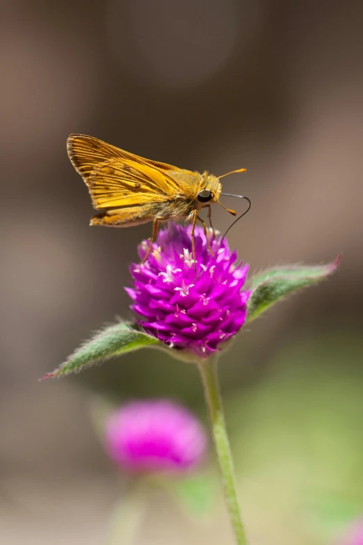 a butterfly sitting on top of a purple flower, a macro photograph, by Dave Melvin, mint, brown, honey, pink