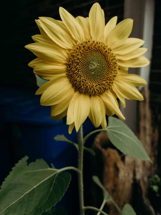 a close up of a sunflower with green leaves, a picture, pexels contest winner, trending on vsco, tall shot, ilustration, full product shot