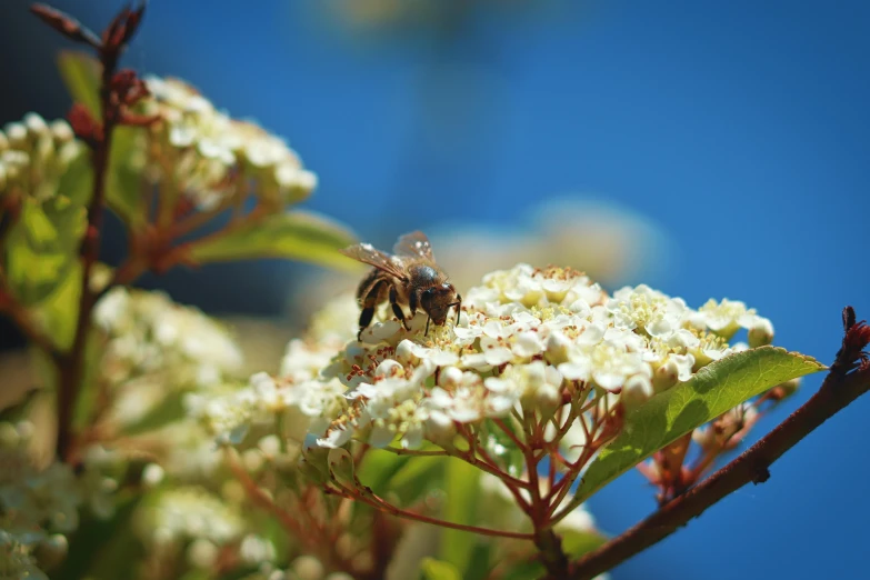 a bee sitting on top of a white flower, unsplash, hurufiyya, clear blue skies, amongst foliage, slide show, medium format. soft light