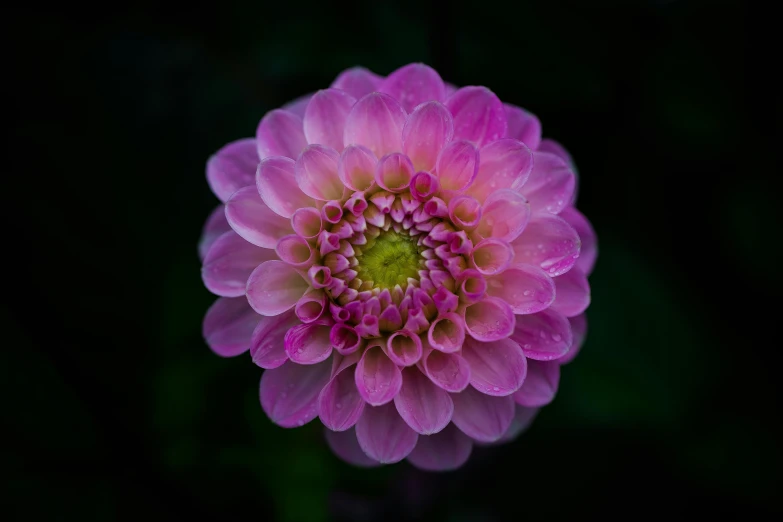 a close up of a pink flower on a black background, pexels contest winner, purple and green colors, chrysanthemum eos-1d, perfect symmetry, taken with sony a7r camera