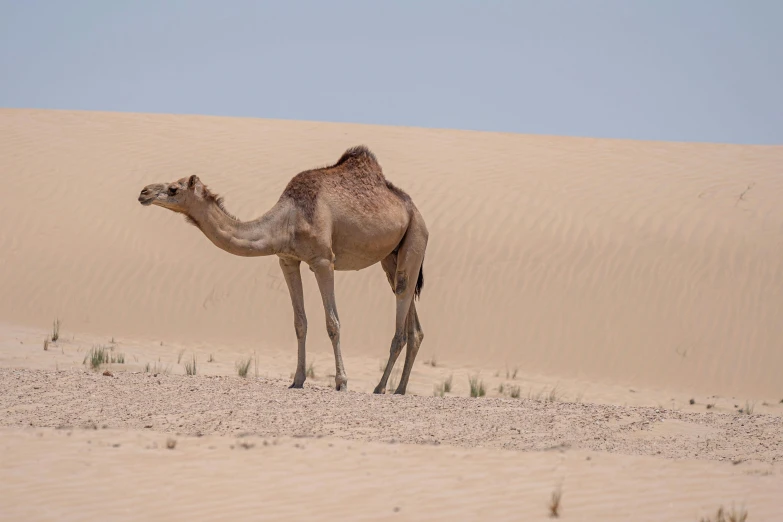 a camel standing in the middle of a desert, by Peter Churcher, pexels contest winner, hurufiyya, humid ground, looking left, australian, in the desert beside the gulf