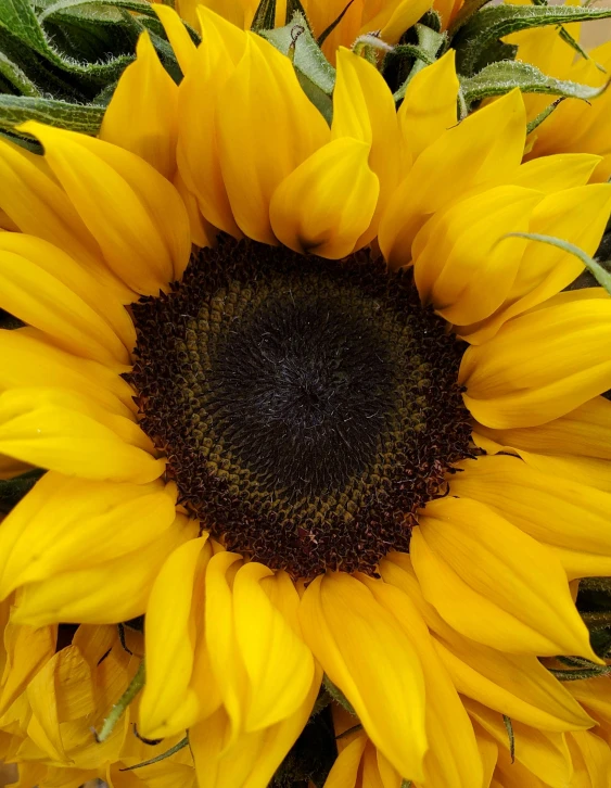 a vase filled with lots of yellow sunflowers, zoomed out to show entire image, depicting a flower, close - up photograph, a middle-shot from front