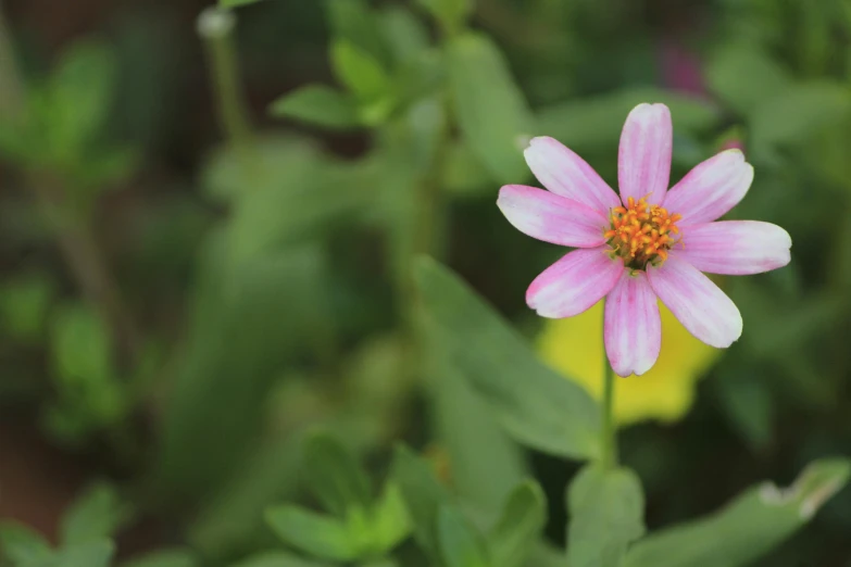 a close up of a pink flower with green leaves, unsplash, miniature cosmos, animation, exterior shot, multicolored