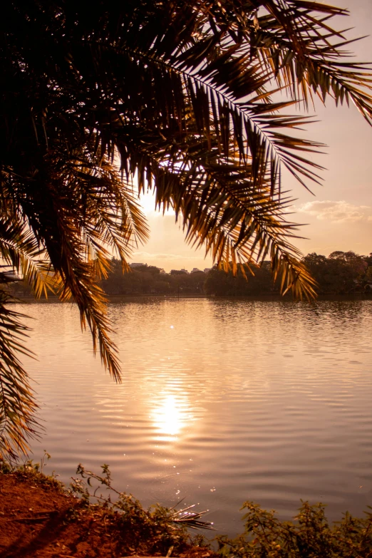 the sun is setting over a body of water, by Peter Churcher, hurufiyya, tree palms in background, parks and lakes, tropical leaves, golden hour photograph