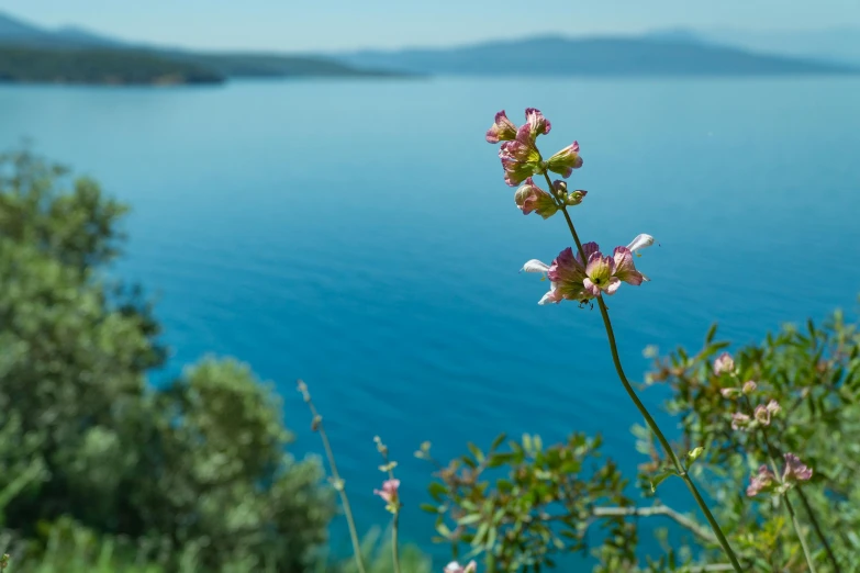 a close up of a flower near a body of water, by Nassos Daphnis, unsplash, greek fantasy panorama, clear blue skies, manuka, turkey