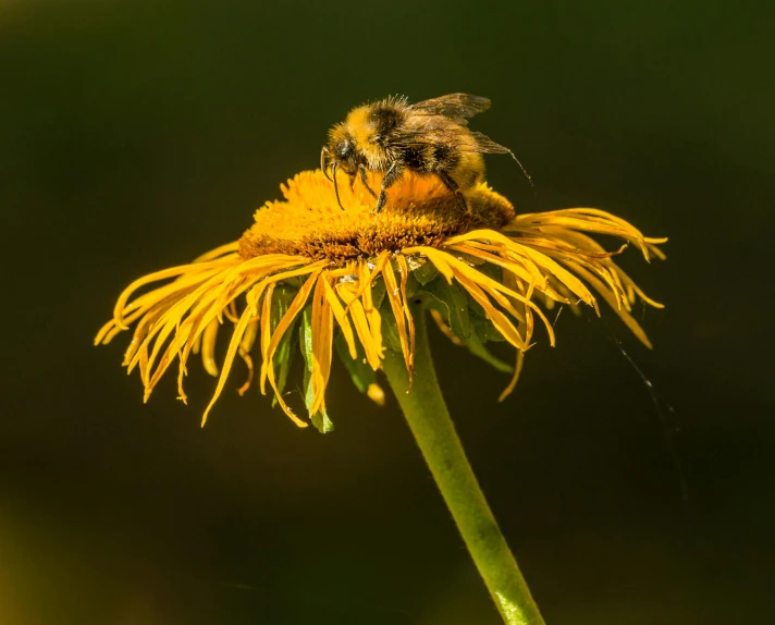 a bee sitting on top of a yellow flower, by Jan Tengnagel, fan favorite, paul barson, various posed, wildlife photograph