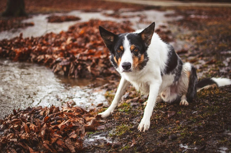 a black and white dog sitting next to a puddle of water, by Julia Pishtar, covered in fallen leaves, long pointy ears, aussie, rainfall and mud