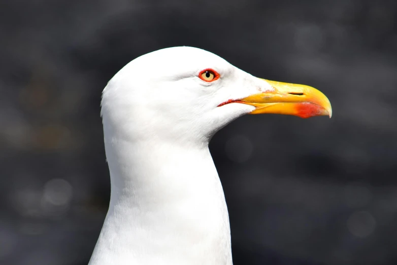 a close up of a seagull with a black background, pexels contest winner, 🦩🪐🐞👩🏻🦳, albino white pale skin, with a yellow beak, high resolution photo
