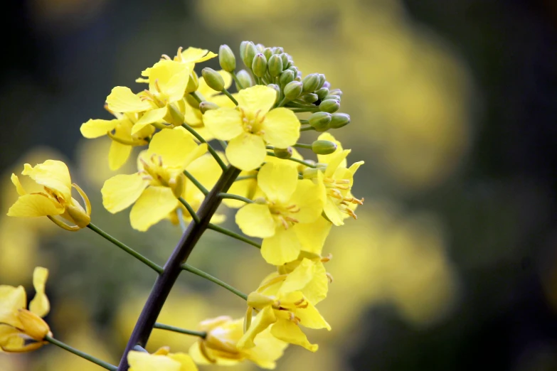 a close up of a yellow flower with a blurry background, by Sylvia Wishart, unsplash, acacia trees, farming, shot on sony alpha dslr-a300, portrait of tall